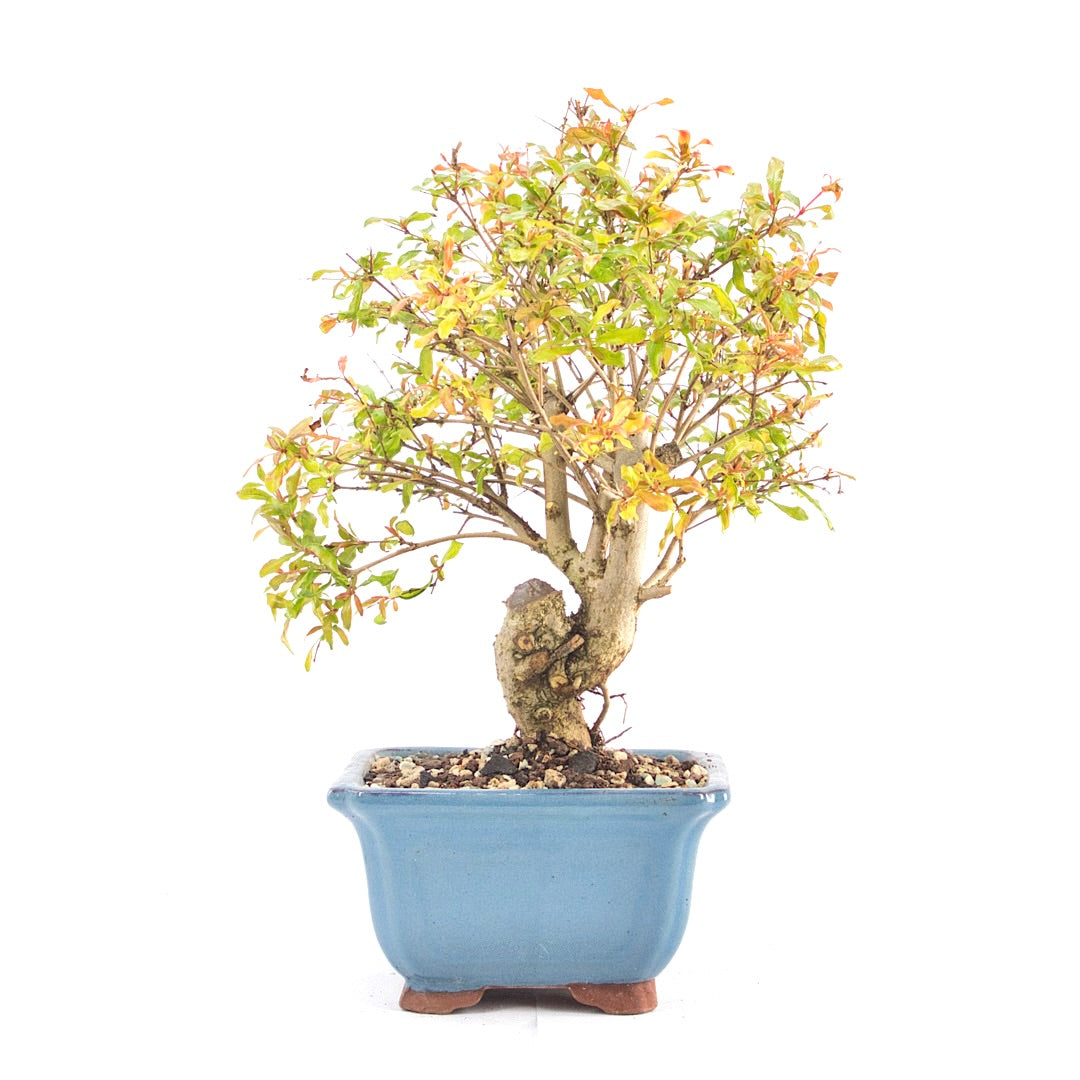 Granatapfel 'Punica granatum'