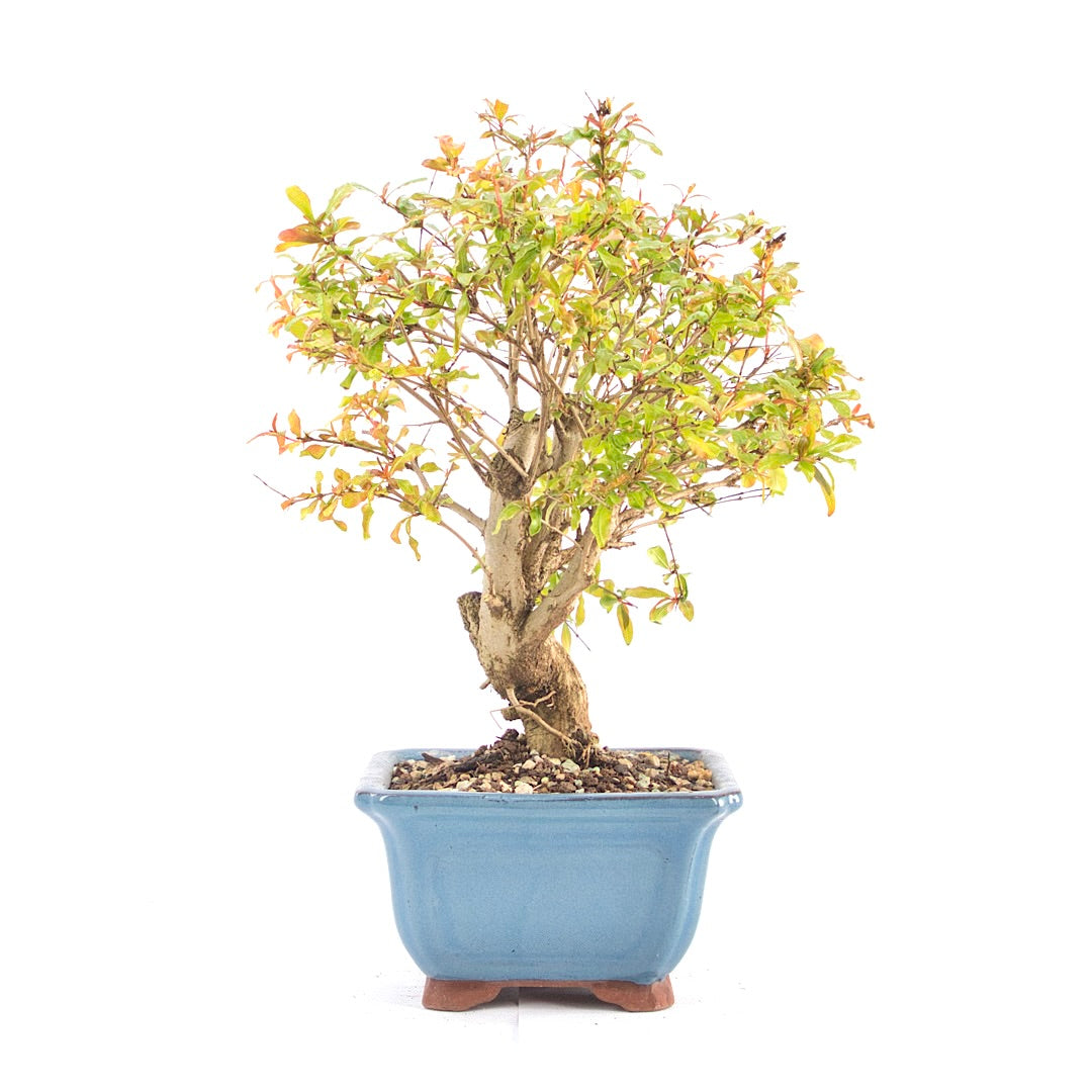 Granatapfel 'Punica granatum'