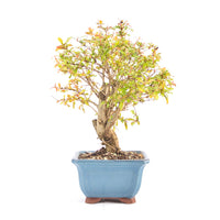 Granatapfel 'Punica granatum'