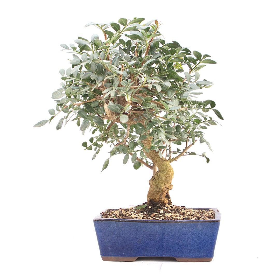 Pistazie 'Pistazie lentiscus'