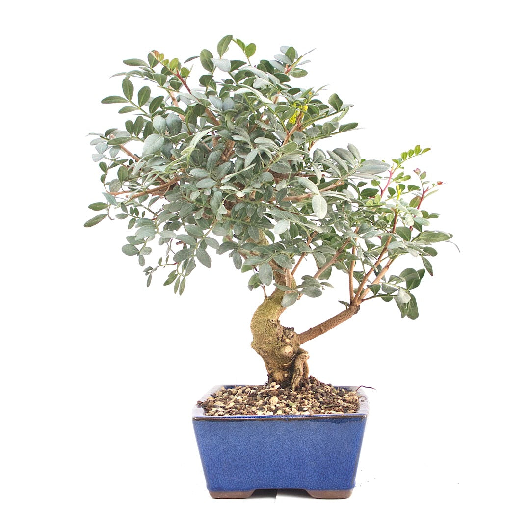 Pistazie 'Pistazie lentiscus'