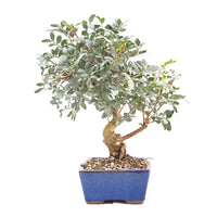 Pistazie 'Pistazie lentiscus'