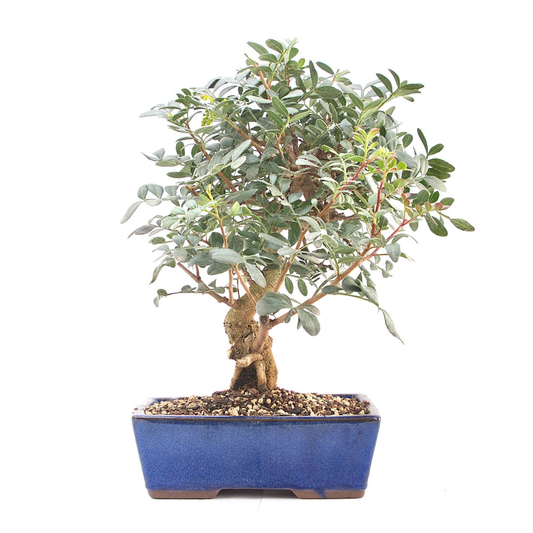 Pistazie 'Pistazie lentiscus'