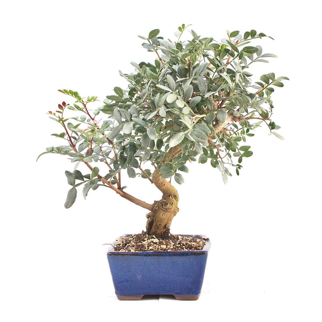 Pistazie 'Pistazie lentiscus'