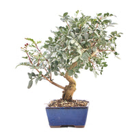 Pistazie 'Pistazie lentiscus'