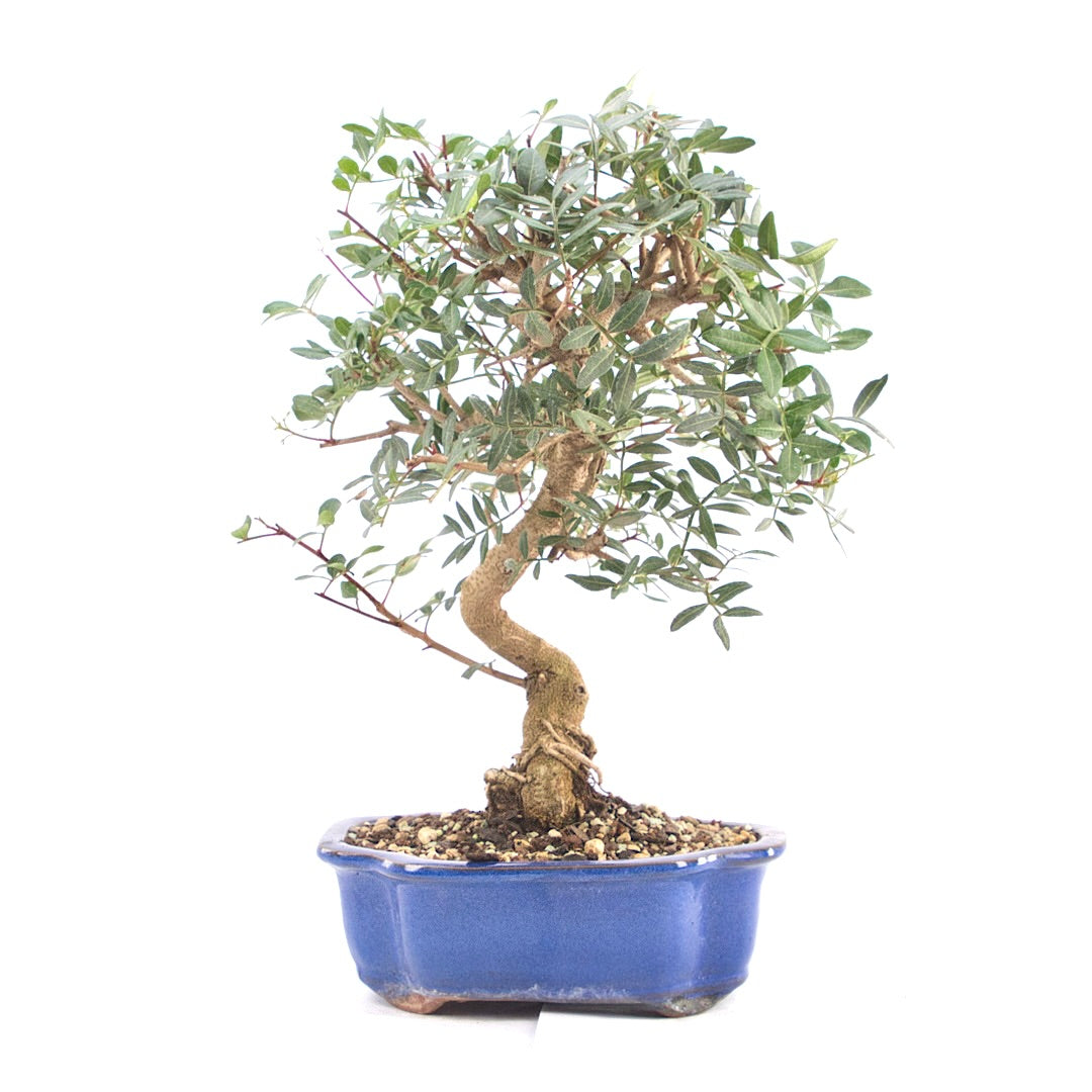 Pistazie 'Pistazie lentiscus'