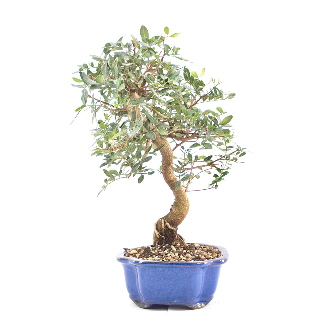 Pistazie 'Pistazie lentiscus'
