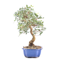 Pistazie 'Pistazie lentiscus'