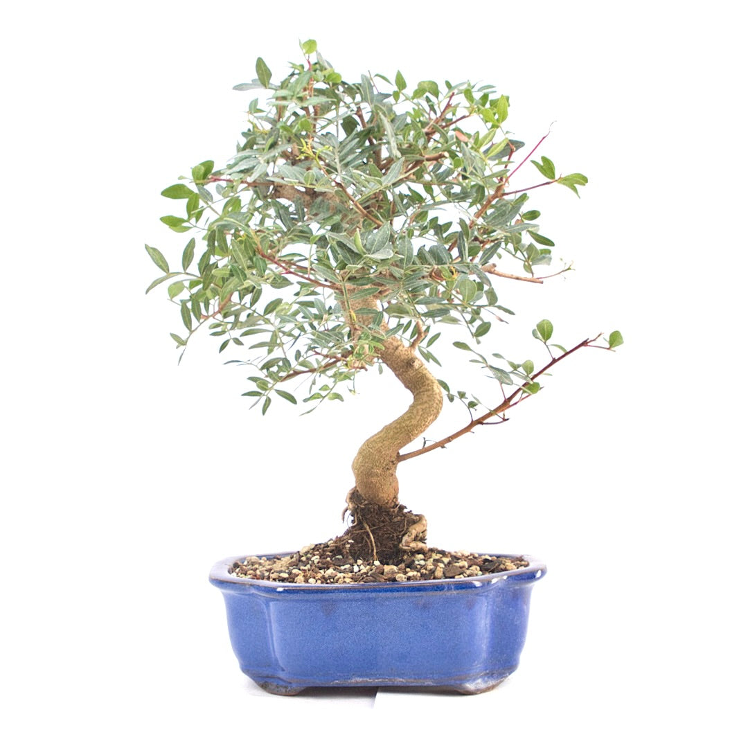 Pistazie 'Pistazie lentiscus'