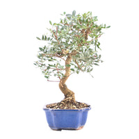 Pistazie 'Pistazie lentiscus'