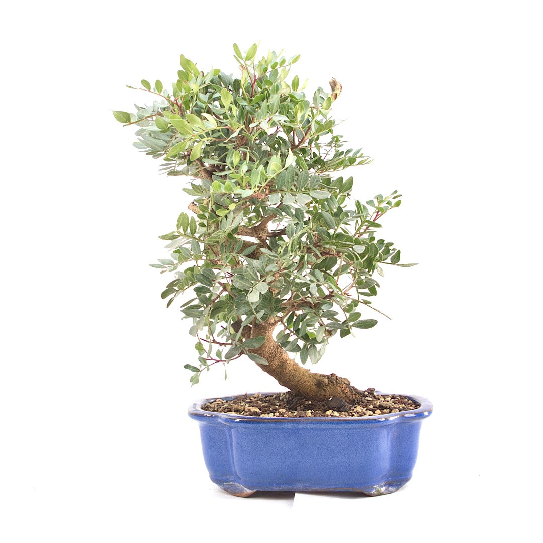 Pistazie 'Pistazie lentiscus'