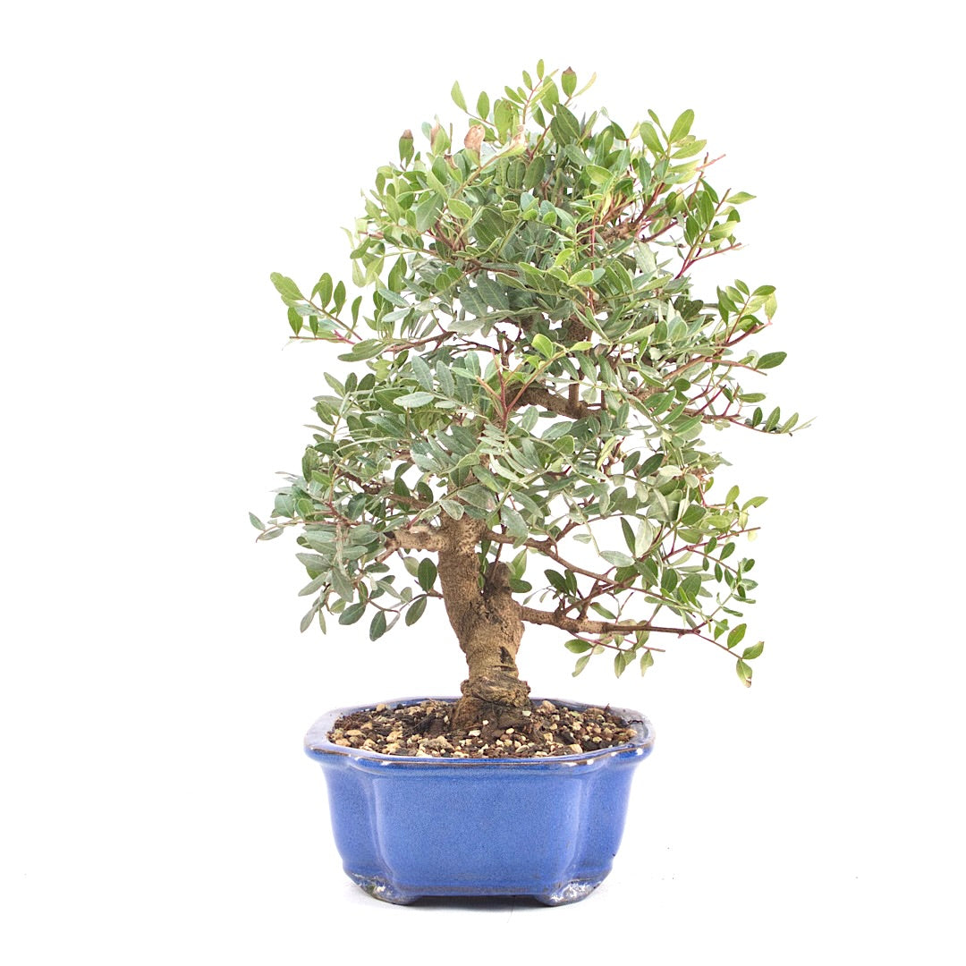 Pistazie 'Pistazie lentiscus'