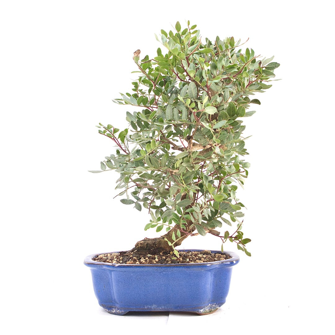 Pistazie 'Pistazie lentiscus'