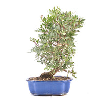 Pistazie 'Pistazie lentiscus'