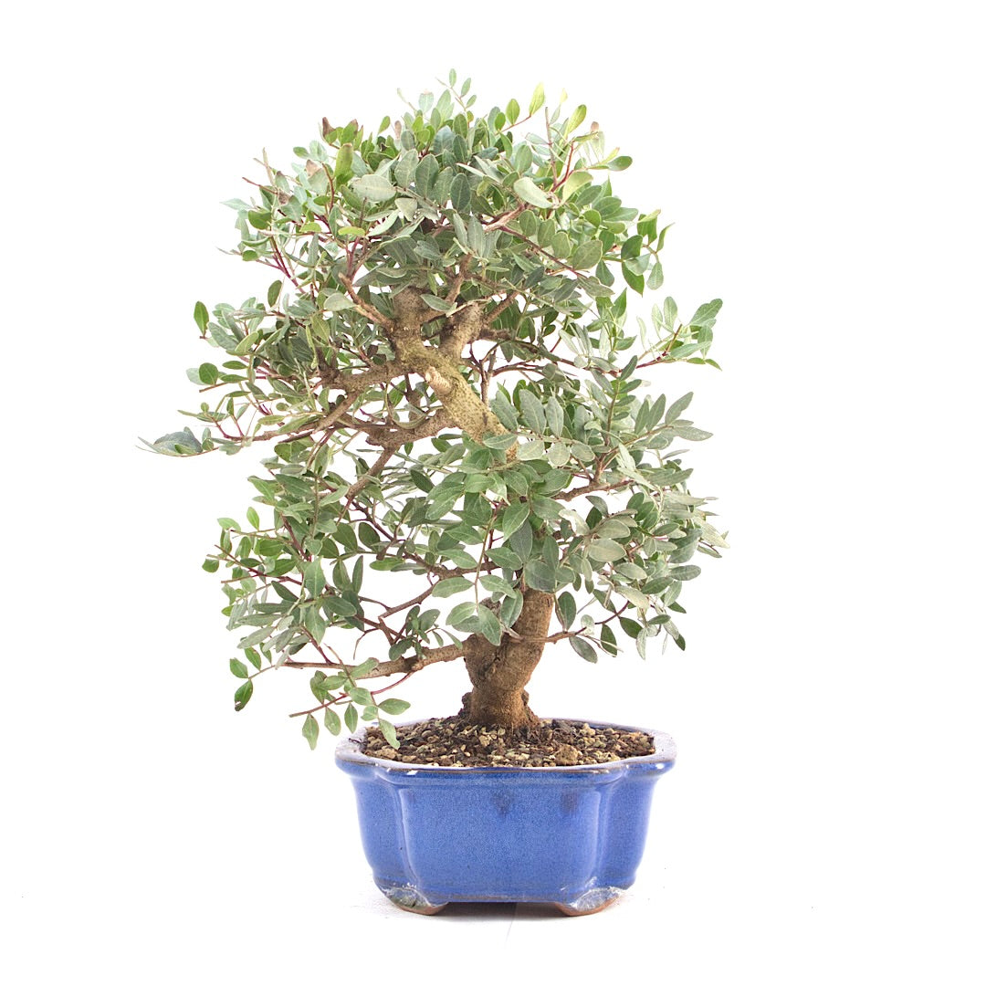 Pistazie 'Pistazie lentiscus'