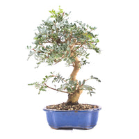 Pistazie 'Pistazie lentiscus'