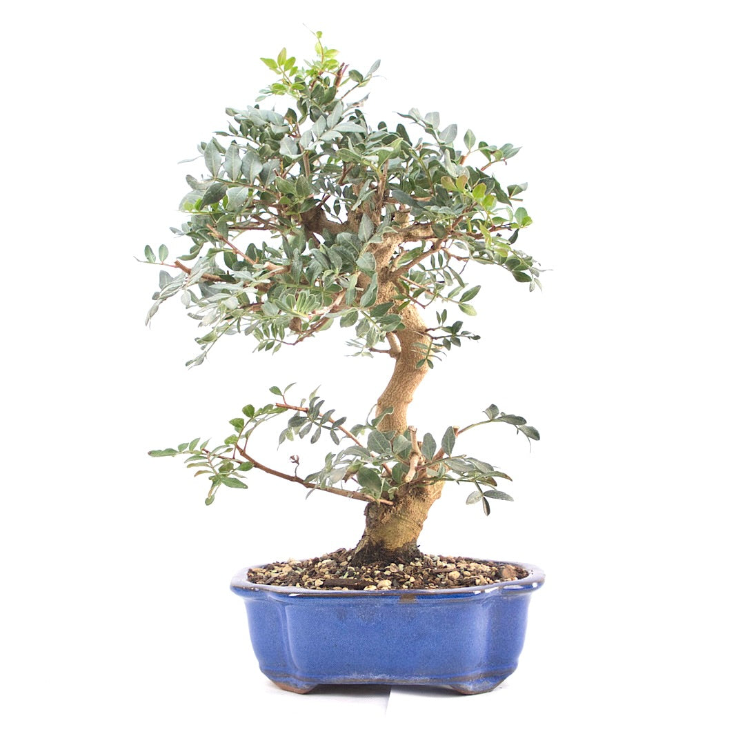 Pistazie 'Pistazie lentiscus'