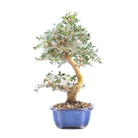Pistazie 'Pistazie lentiscus'