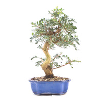 Pistazie 'Pistazie lentiscus'