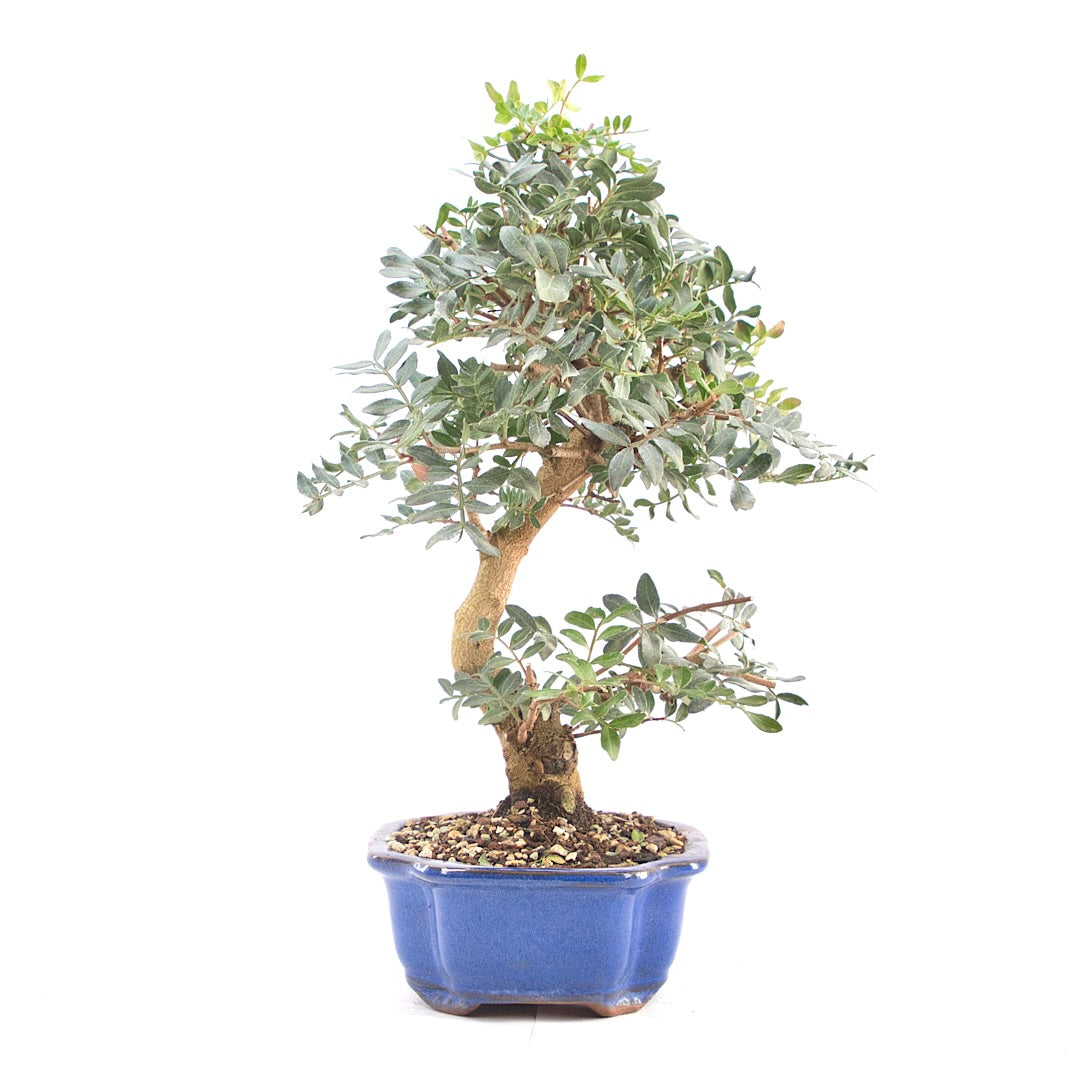 Pistazie 'Pistazie lentiscus'