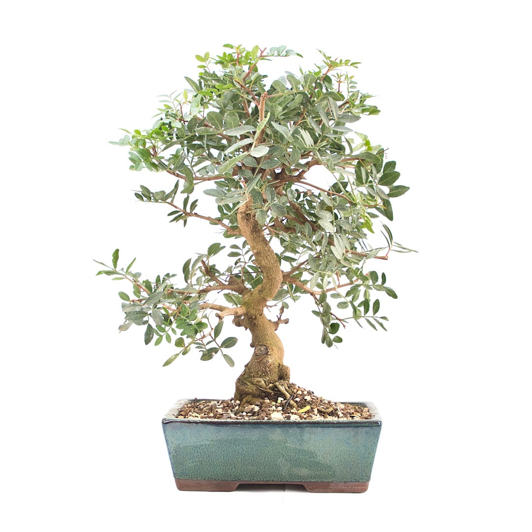 Pistazie 'Pistazie lentiscus'