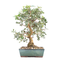 Pistazie 'Pistazie lentiscus'