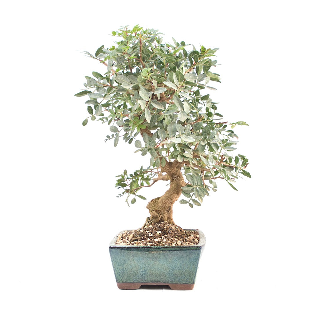 Pistazie 'Pistazie lentiscus'
