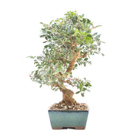 Pistazie 'Pistazie lentiscus'