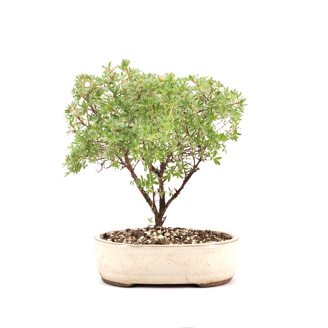 Gelber Fingerstrauch 'Potentilla fruticosa'