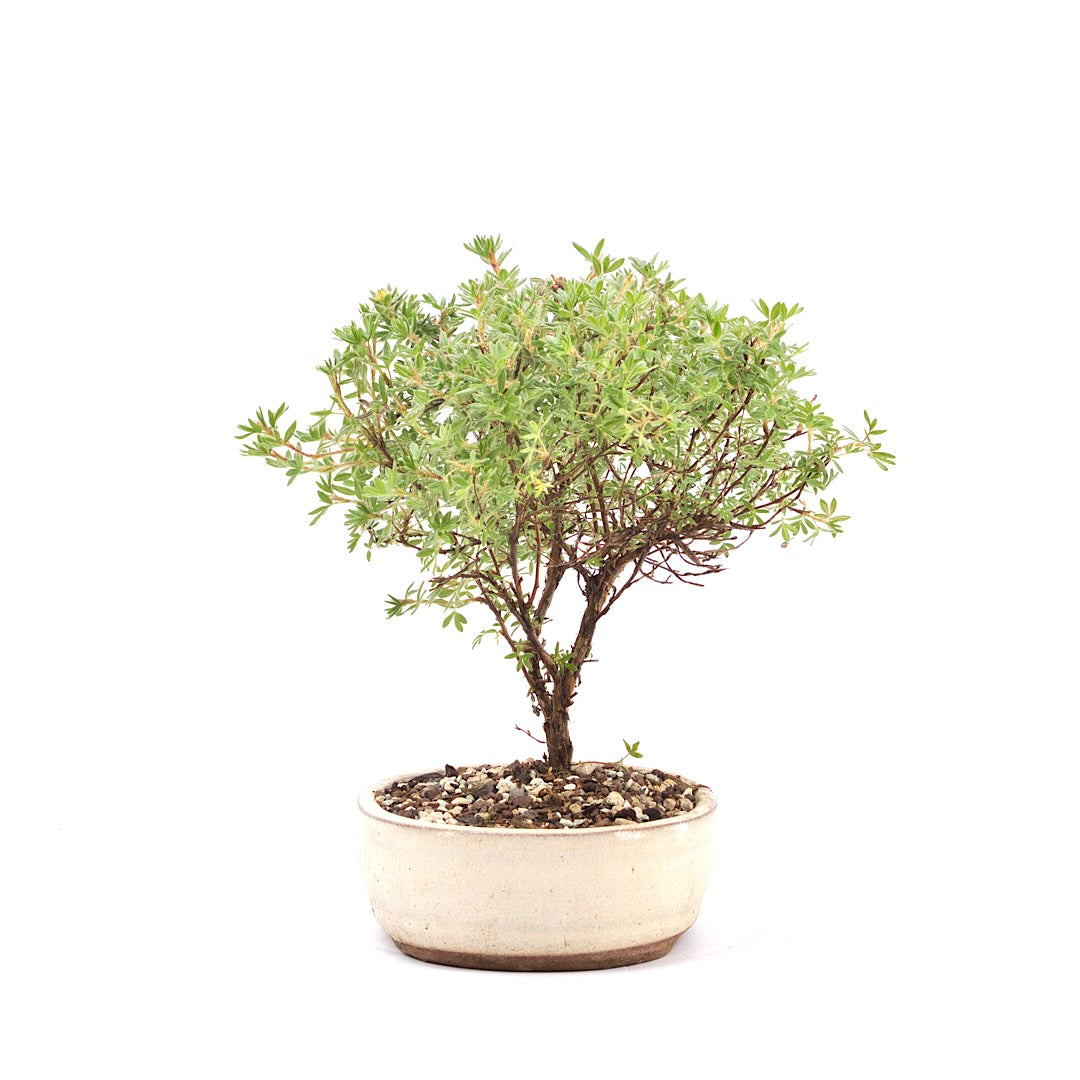Gelber Fingerstrauch 'Potentilla fruticosa'