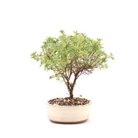 Gelber Fingerstrauch 'Potentilla fruticosa'
