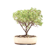 Gelber Fingerstrauch 'Potentilla fruticosa'