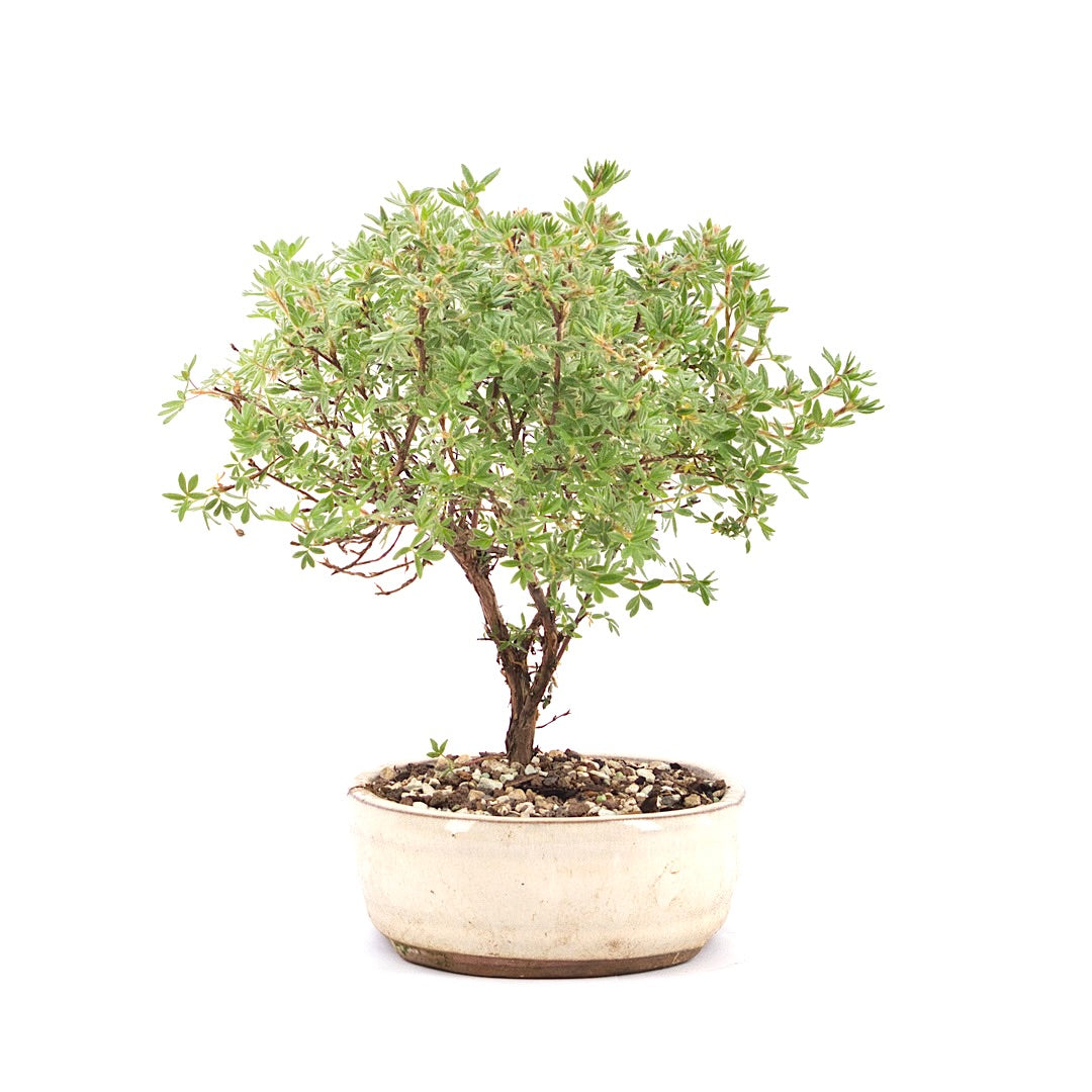 Gelber Fingerstrauch 'Potentilla fruticosa'