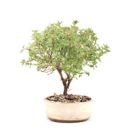 Gelber Fingerstrauch 'Potentilla fruticosa'