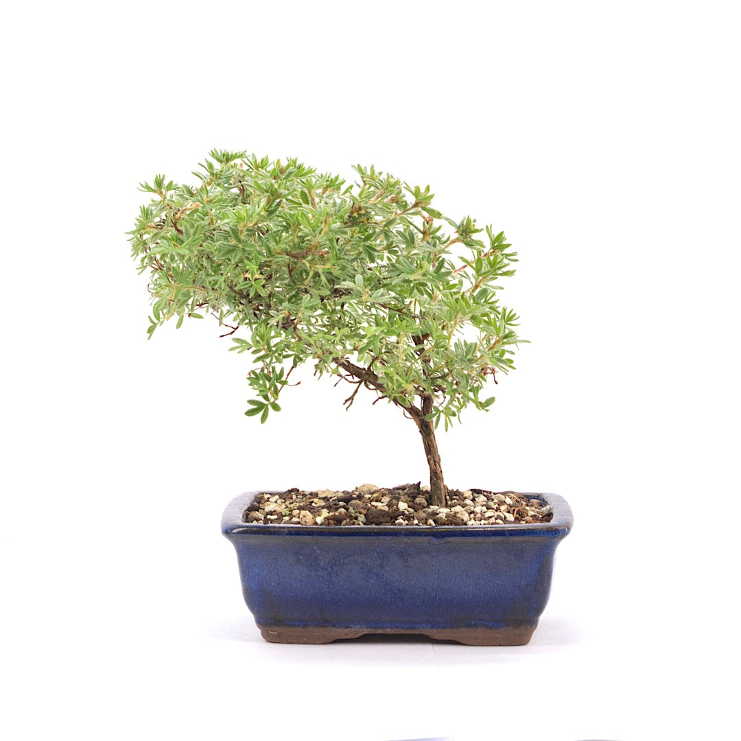 Gelber Fingerstrauch 'Potentilla fruticosa'