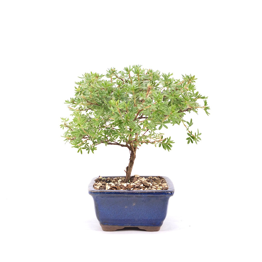 Gelber Fingerstrauch 'Potentilla fruticosa'