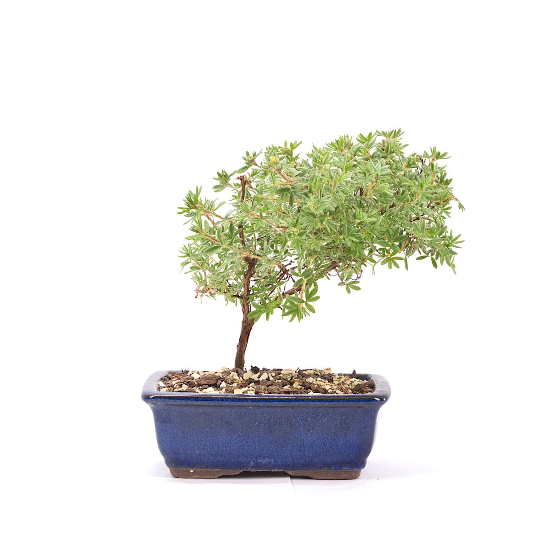 Gelber Fingerstrauch 'Potentilla fruticosa'