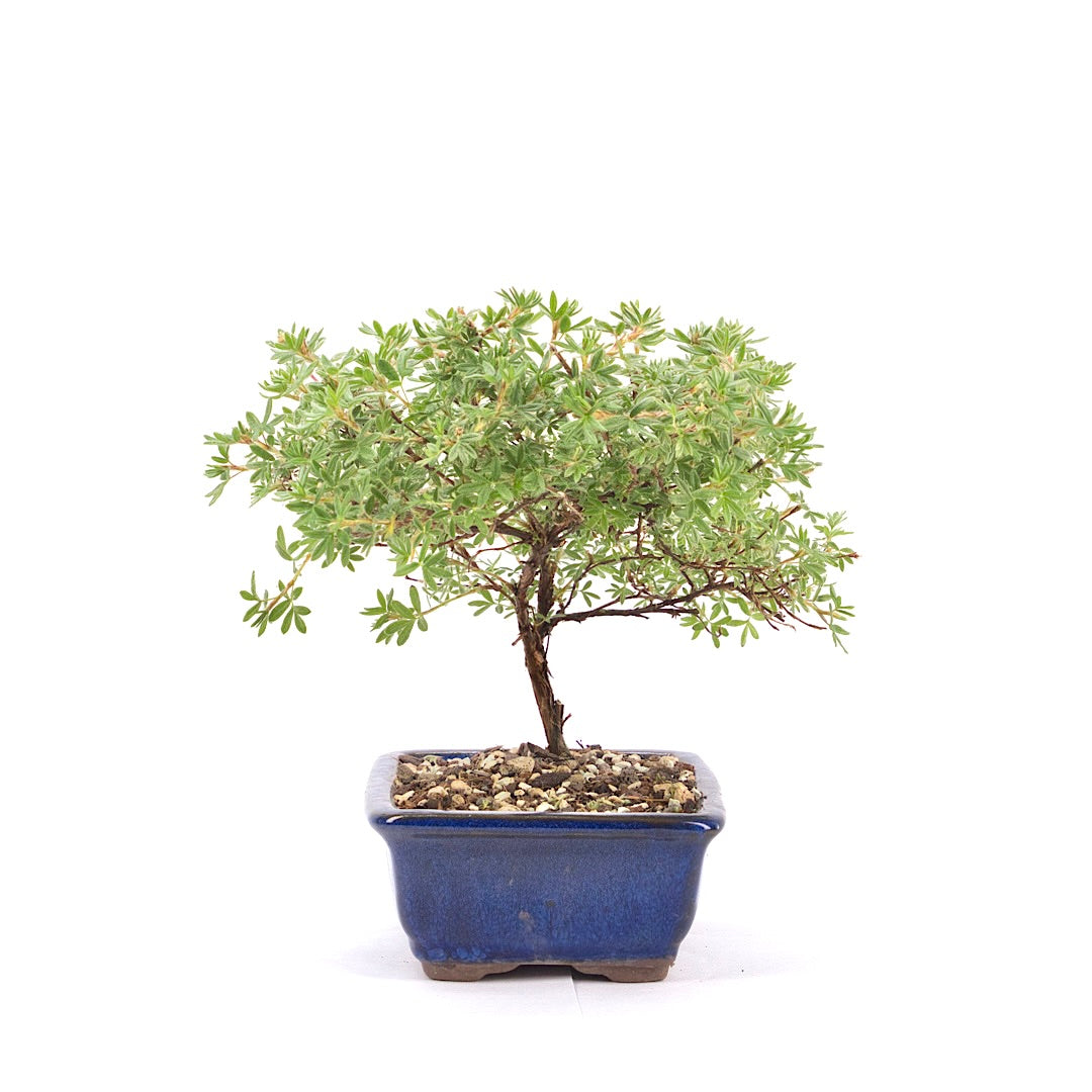 Gelber Fingerstrauch 'Potentilla fruticosa'