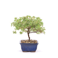 Gelber Fingerstrauch 'Potentilla fruticosa'