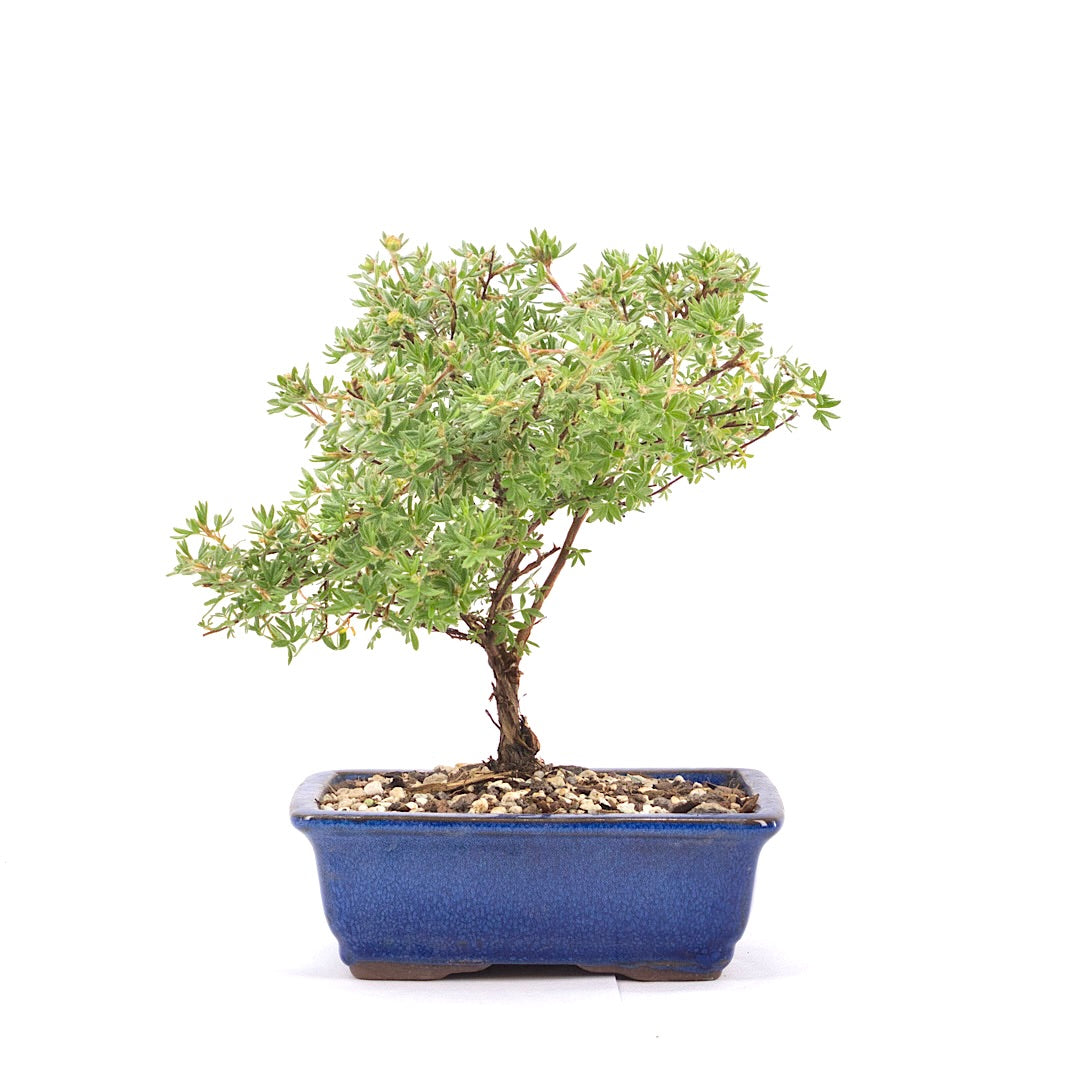 Gelber Fingerstrauch 'Potentilla fruticosa'