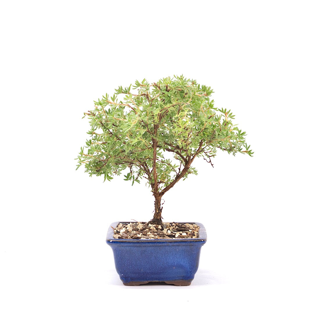 Gelber Fingerstrauch 'Potentilla fruticosa'