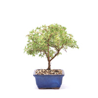 Gelber Fingerstrauch 'Potentilla fruticosa'