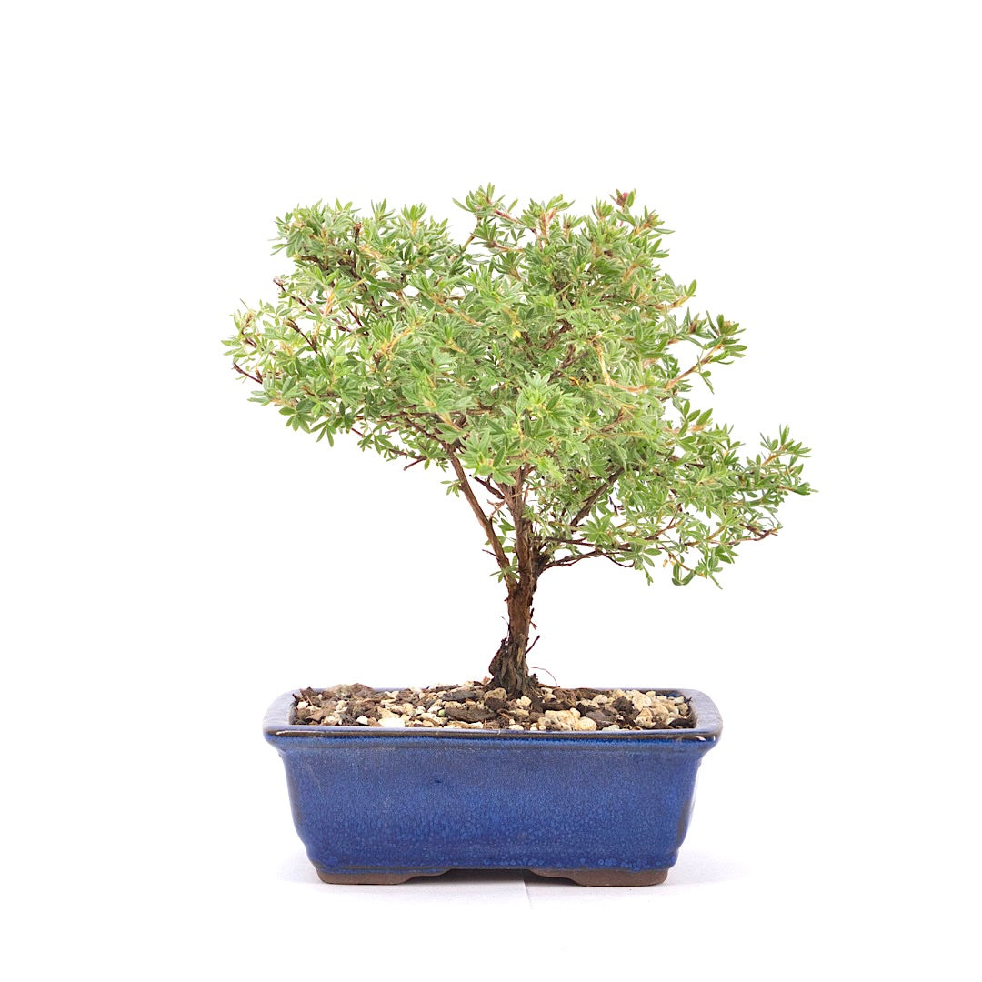 Gelber Fingerstrauch 'Potentilla fruticosa'