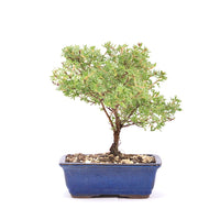 Gelber Fingerstrauch 'Potentilla fruticosa'