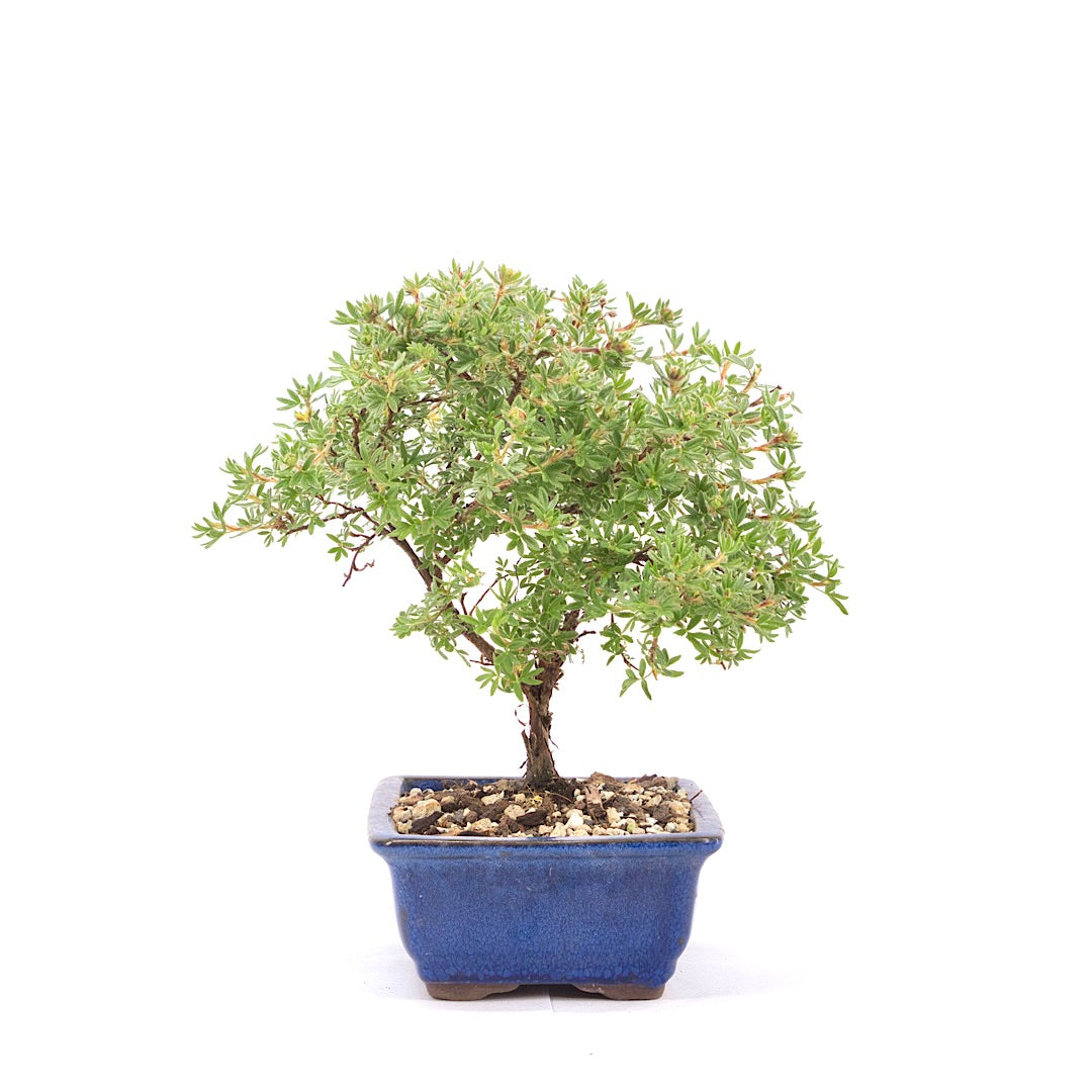 Gelber Fingerstrauch 'Potentilla fruticosa'