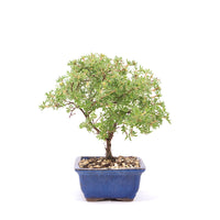 Gelber Fingerstrauch 'Potentilla fruticosa'