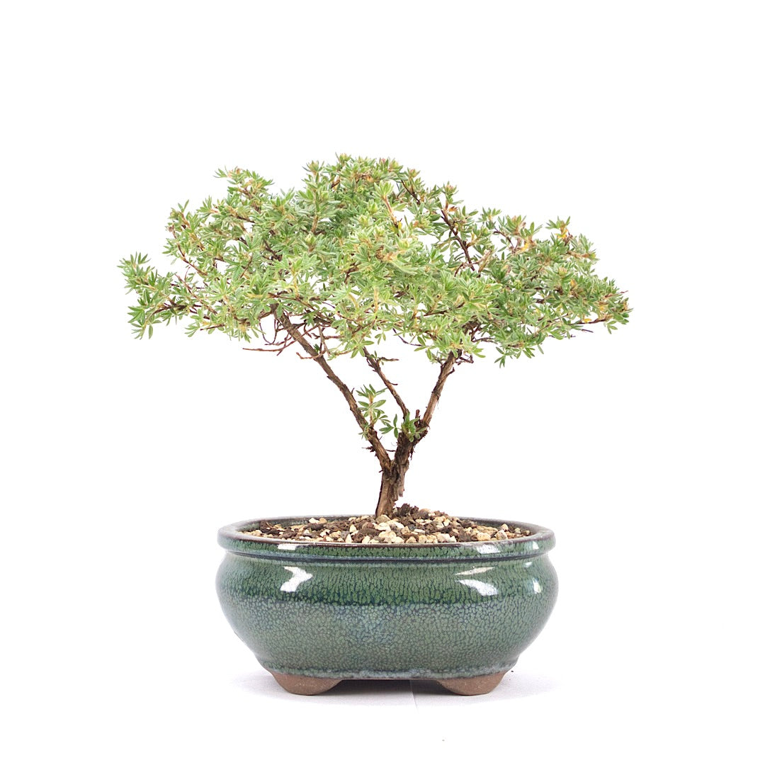 Gelber Fingerstrauch 'Potentilla fruticosa'