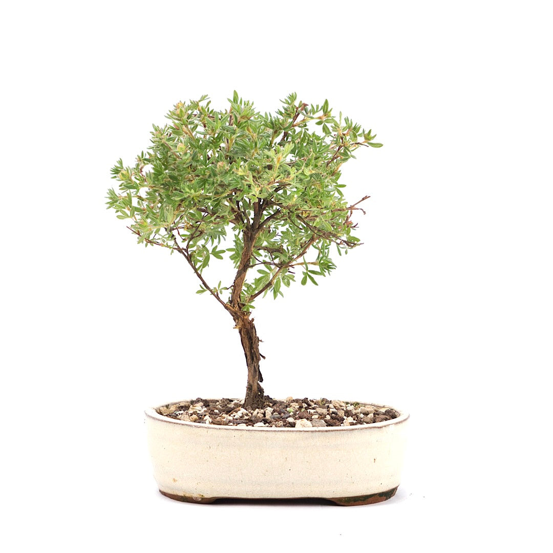 Gelber Fingerstrauch 'Potentilla fruticosa'