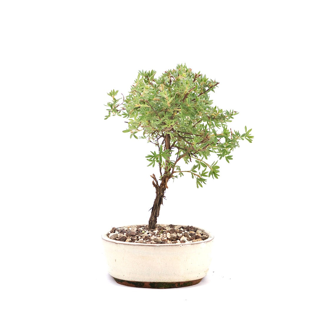 Gelber Fingerstrauch 'Potentilla fruticosa'