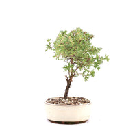 Gelber Fingerstrauch 'Potentilla fruticosa'